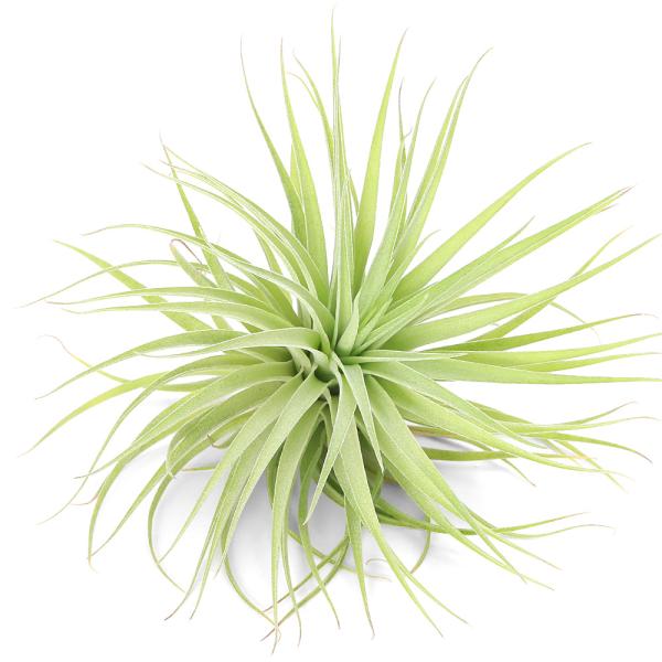 希少種 希少 チランジア ゲミニフローラ 石化