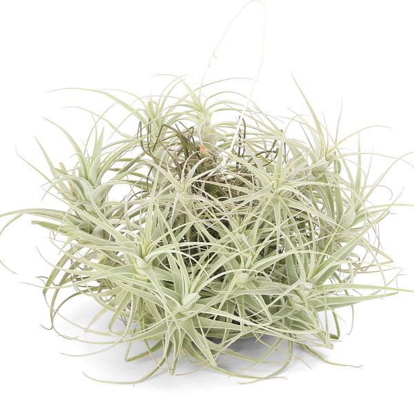 観葉植物）一点物 エアープランツ チランジア プルプレア クランプ（1