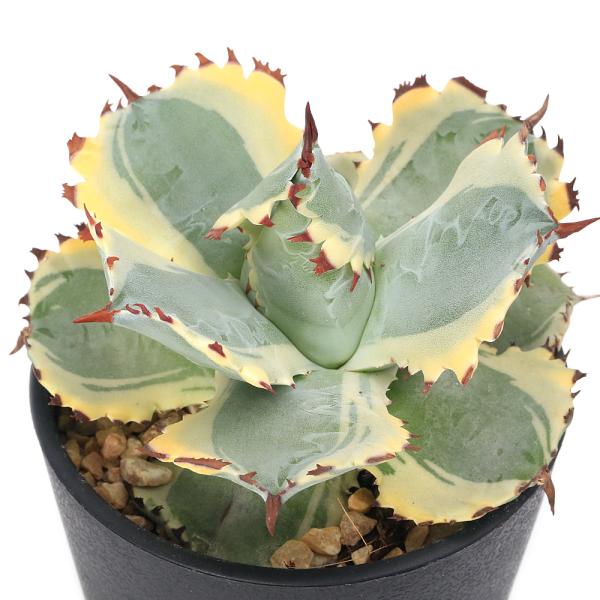 （観葉植物）　観葉植物　ガーデニング　観葉　アガベ　リュウゼツラン　多肉　センチュリープランツ　インテリア　ストリクタ　ロゼット　Agave　potatorum　'Ouhi　Raijin'　アガベ・ポタトラム　リュウゼツラン科アガベ属　多年...