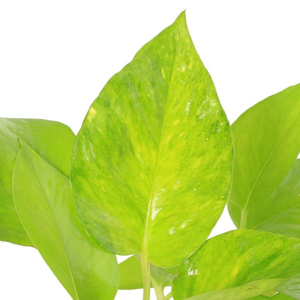 ポトス　テルノムーンライト　Ｅｐｉｐｒｅｍｎｕｍ　ａｕｒｅｕｍ　観葉植物　３号　ビニールポット cno y25m10 2025tuuki　toukihassouhuka