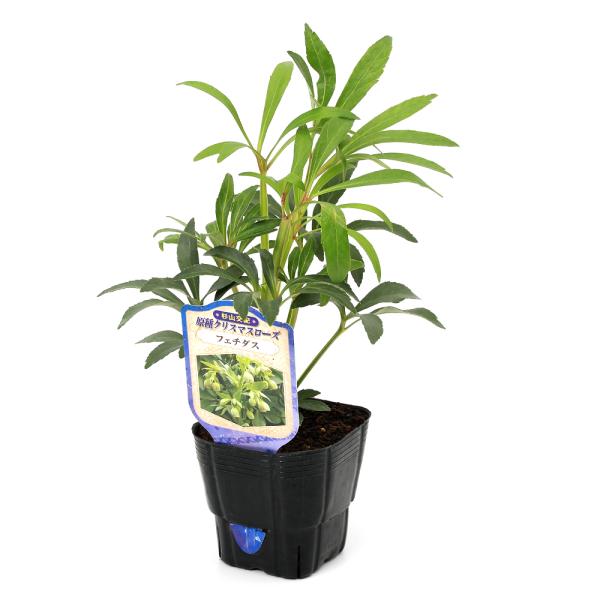 メーカー：■ _gardening　花　苗　鉢花　鉢植え　ポット　クリスマスローズ　フェチダス　Ｈｅｌｌｅｂｏｒｕｓ　ｆｏｅｔｉｄｕｓ　ヘレボルス・フェチダス　有茎種　常緑多年草　キンポウゲ科クリスマスローズ属 cno y25m10 202...