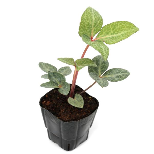 メーカー：■ _gardening　花　苗　鉢花　鉢植え　ポット　クリスマスローズシリーズ　xmasrose_series　xmasrose_item　ヘレボルス　ヘレボラス　植物　ガーデニング生体　育て方　育成方法　栽培方法　冬の貴婦人　...