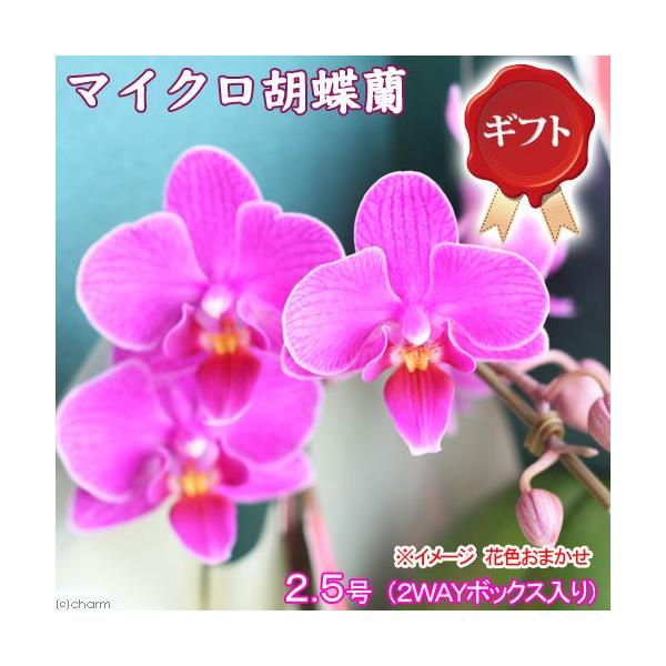 iϗtAjԃMtg@}CNӒ@ԐF܂@P{iQv`x{bNXj@QDTiPj