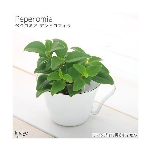 iϗtAj~jϗt@IAVXc@yy~A@fhtBiPcj