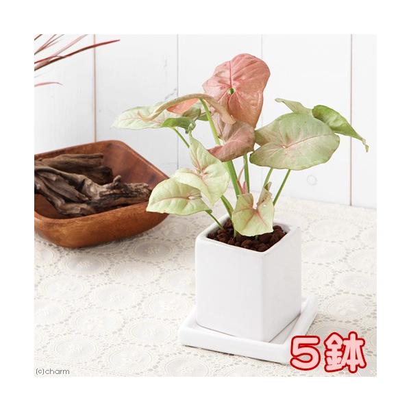 iϗtAj܂ϗtA@픫A@j[_CXr@vgiTj@󂯎Mt@A@@@v[g