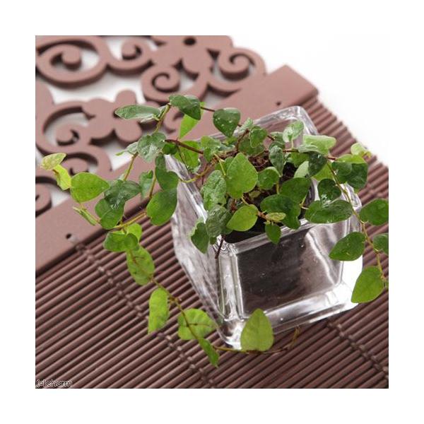_hachu　_kame　_gardening　観葉植物　園芸　ガーデニング　ビバリウム　アクアテラリウム　パルダリウム　両爬向き植物水草　熱帯植物　原種　クワ科　Ficus　pumila　var.　minima　クライマー　オオイタビ　ビ...
