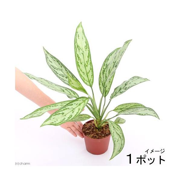 iϗtAjAOIl}@Vo[NC[@SiPj