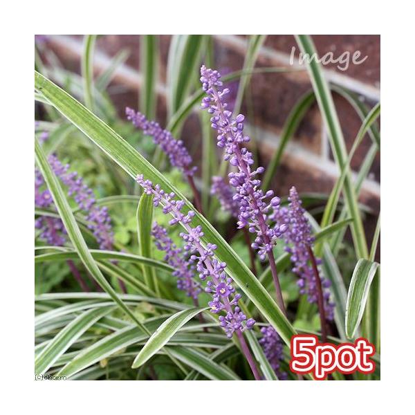 観葉植物　_hachu　_gardening　ガーデニング　山野草　苗　ヤブラン　藪蘭　リリオペ　Ｌｉｒｉｏｐｅ　ｍｕｓｃａｒｉ　サマームスカリ　グランドカバー　20140816　ＨＴ　植物　植物生体　ガーデニング生体　育て方　育成方法　栽...