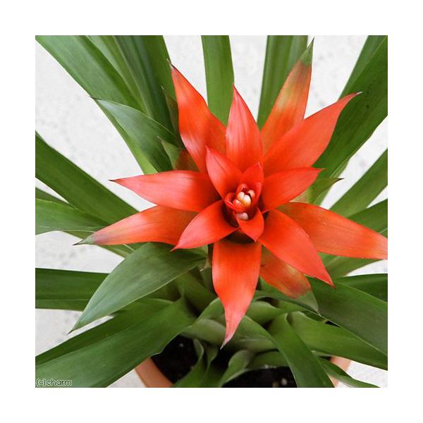 iϗtAjOY}jA@GpCA@SiPj@JԏI