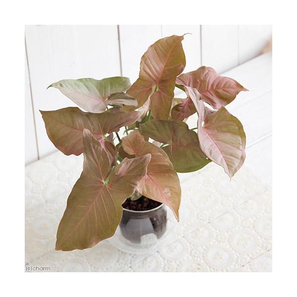 チャーム（ペット） （観葉植物）ハイドロ苗9φ・Lサイズ