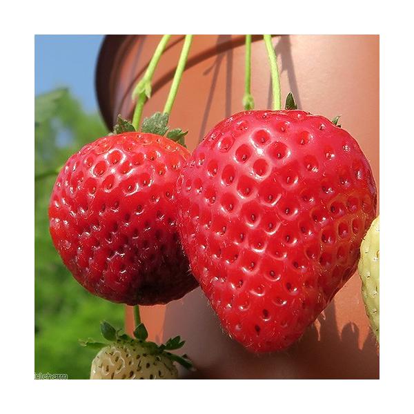 ガーデニング　果物　野菜　苗　イチゴ　苺　イチゴ苗　苺苗　サントリーイチゴ苗　サントリー本気野菜　らくなりイチゴ　20140923　ＨＴ　育て方　育成方法　栽培方法　vegetable_series　甘い　食べる　食事　美味しい　おいしい　...