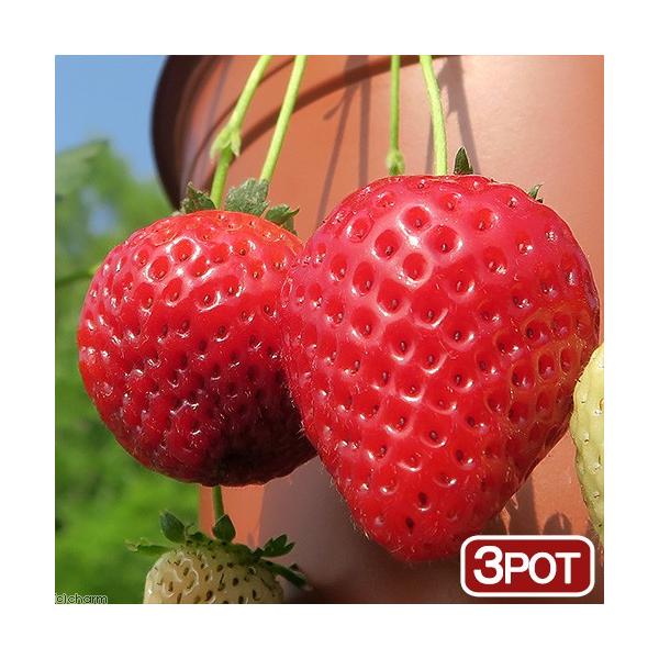 ガーデニング　果物　野菜　苗　イチゴ　苺　イチゴ苗　苺苗　サントリーイチゴ苗　サントリー本気野菜　20140923　ＨＴ　育て方　育成方法　栽培方法　観葉植物　strawberryitem_series　strawberry_series　...