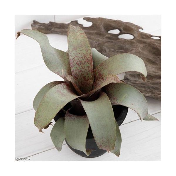 観葉植物 ブロメリア フリーセア サンデルシー １株 沖縄別途送料 Buyee Buyee 日本の通販商品 オークションの代理入札 代理購入