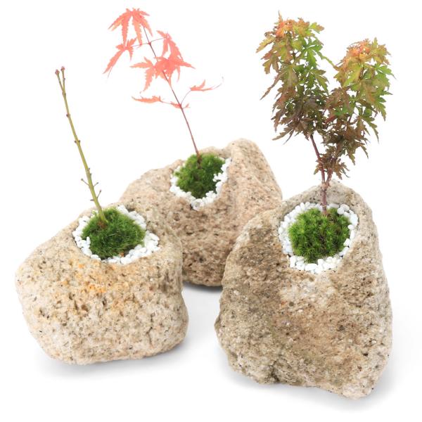 （盆栽）苔盆栽　抗火石鉢植え　紅葉（モミジ　品種おまかせ表記無し）Ｓサイズ（１鉢）飾り石つき
