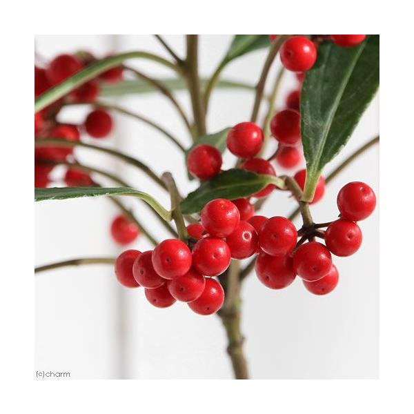 iR쑐j~́@S@J^`oiikjԎ@RDTiP|bgj