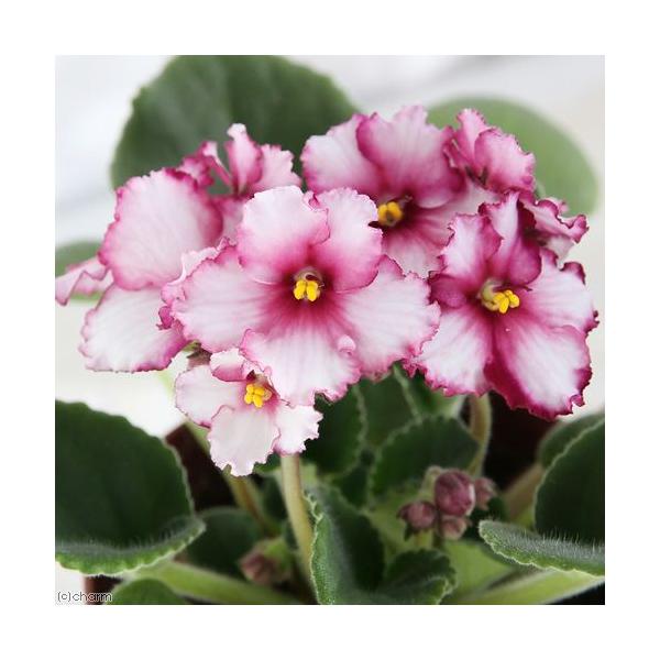 iϗtAjZg|[A@T^[@Cm[o@RDTiPj