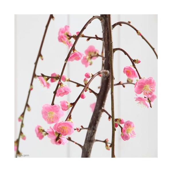 i~́j~@~iԐF܂j@SiP|bgj