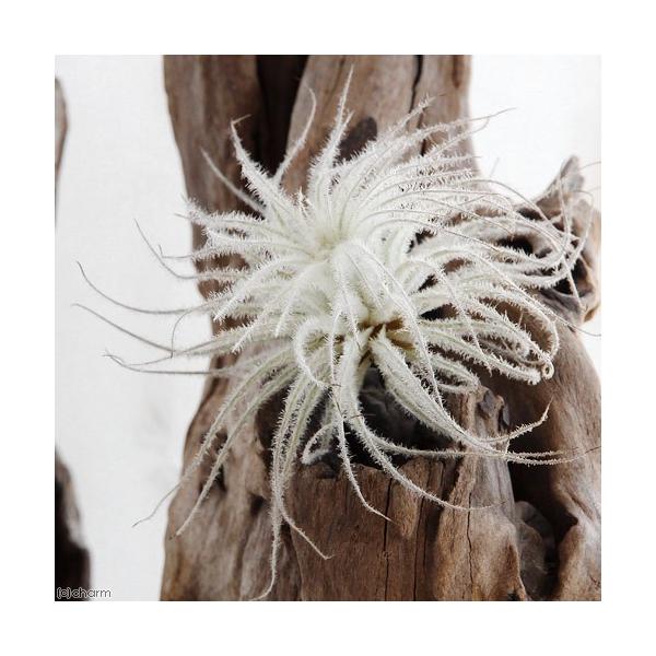 チャーム（charm） （観葉植物）エアープランツ チランジア テクトラム