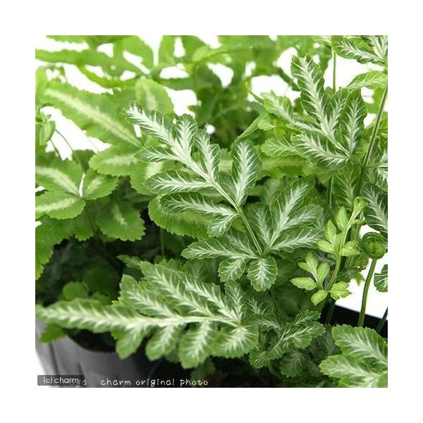 観葉植物 シダ植物の人気商品 通販 価格比較 価格 Com