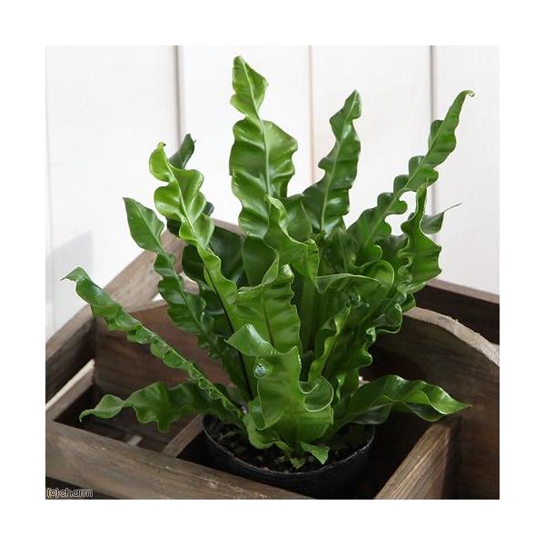 iϗtAjV_@AXvjE@vJ[c@AJL@Ri@R|bgZbgj