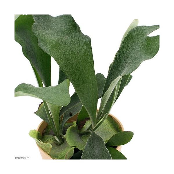観葉植物 コウモリラン ビカクシダ ビフルカツム ４号 １鉢 Buyee Buyee Japanese Proxy Service Buy From Japan Bot Online
