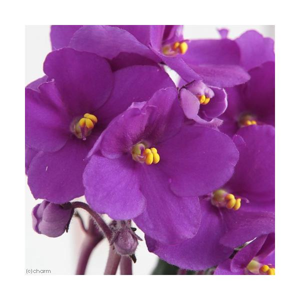 iϗtAjZg|[A@AL@Iv`}@RDTiPj