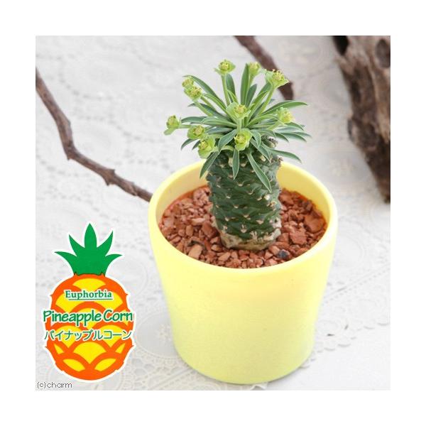 観葉　邑楽店　_gardening　_hachu　_kame　ガーデニング　サボテン・多肉植物　ユーフォルビア　パイナップルコーン　峨眉山　かびさん　20150411　ＨＴ　植物　植物生体　ガーデニング生体　tanikuplapot_ser...