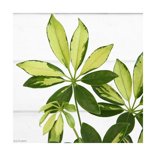 観葉植物　ガーデニング　ウコギ科　フカノキ属　シェフレラ属　Schefflera　arboricola　‘Trinette’　‘Hong　Kong　Variegata’　ヤドリフカノキ　香港カポック　ホンコンカポック　シェフレラシリーズ　_...