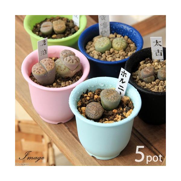 チャーム（ペット） （多肉植物）リトープス（玉型メセン） 品種
