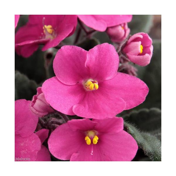 iϗtAjZg|[A@W[WA@Iv`}@RDTiPj