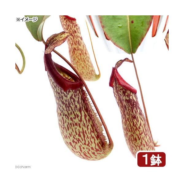 食虫植物）ウツボカズラ ネペンテス ミランダ 吊り鉢タイプ 5号（1鉢