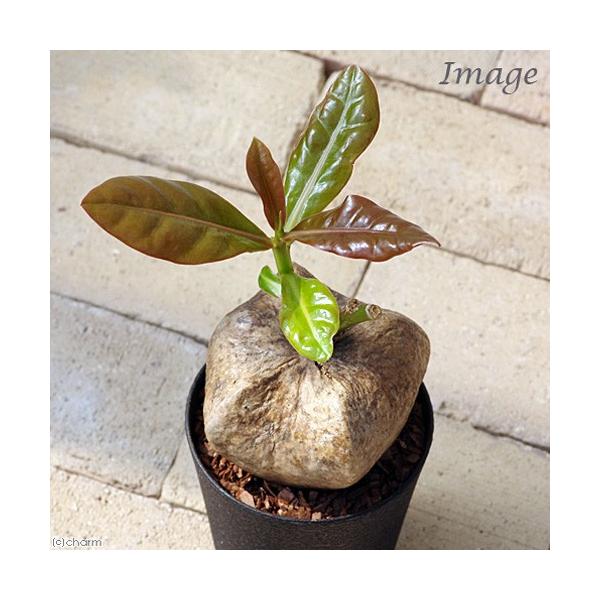 観葉植物 バーリングトニア ゴバンノアシ ４ ４ ５号 １鉢 チャーム Charm ヤフー店 通販 Yahoo ショッピング