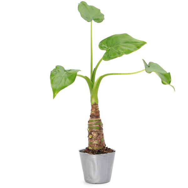 _gardening　_hachu　_kame　観葉植物　園芸　ガーデニング　ビバリウム　アクアテラリウム　パルダリウム　サトイモ　Ａｌｏｃａｓｉａ　ｃｕｃｕｌｌａｔａ　20150618　ＨＴ　育て方　育成方法　栽培方法　opa2_dele...