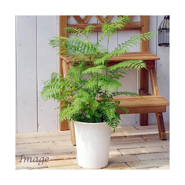 安いジャカランダの通販商品を比較 ショッピング情報のオークファン