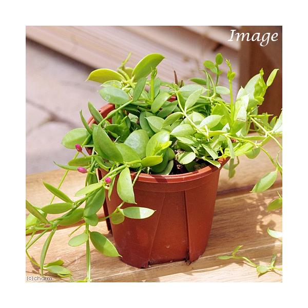 観葉植物 ディスキディア カンガルーポケット ２ ５号 １鉢 チャーム Charm Paypayモール店 通販 Paypayモール