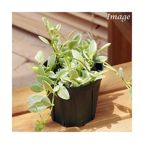 iϗtAjfBXLfBA@Gh@QDT`RiPj