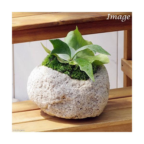 （観葉植物）苔盆栽　コウモリラン　抗火石鉢植え　Ｍサイズ（１鉢）苔