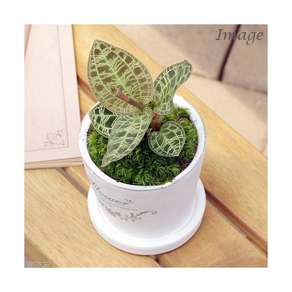 観葉植物 ジュエルオーキッドの人気商品 通販 価格比較 価格 Com