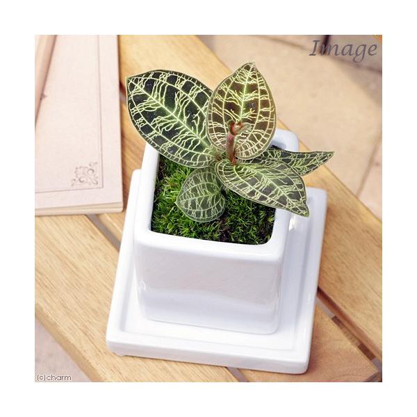 観葉植物 ジュエルオーキッド 農業資材 ガーデニング用品の人気商品 通販 価格比較 価格 Com