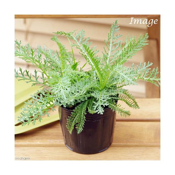 iϗtAjn[uc@E@Ch@RiP|bgj@ƒ؉