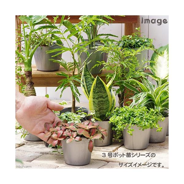 山野草 ドリオプテリス ベニシダ エリスロソラ ２ ５ ３号 １ポット シダ植物 Buyee Buyee Japanese Proxy Service Buy From Japan Bot Online