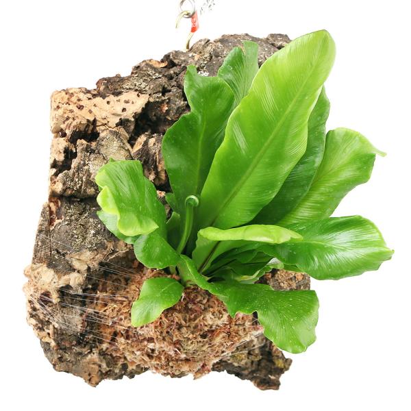 iϗtAjo[WRNvc@V_@AXvjE@ArXiPj