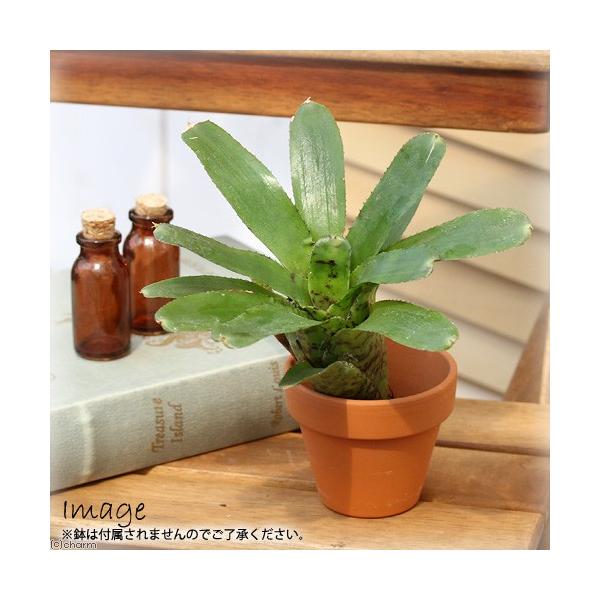 小型ブロメリア 観葉植物 チャーム（charm） （観葉植物）ビバリウムプランツ ブロメリア