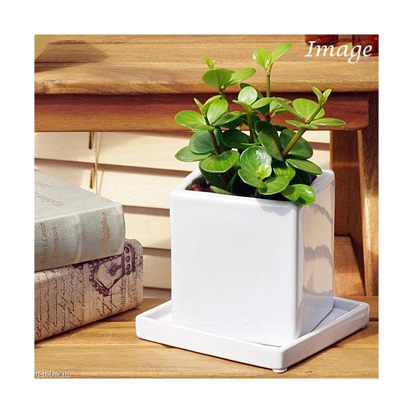 iϗtAjyy~A@z[v@픫A@}bgzCgiPj@Mt@Z~X@A@@@v[g