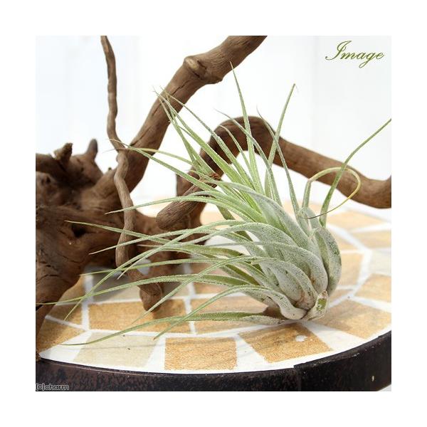 _kame　_hachu　_gardening　インテリア　インテリア・雑貨　ガーデニング　観葉植物　園芸　ビバリウム　アクアテラリウム　パルダリウム　両爬向き植物　パイナップル科　ハナアナナス属　着生植物　エアブロメリア　エアプランツ　テ...