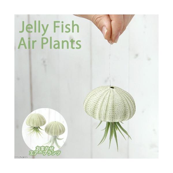 ガーデニング　インテリア　観葉植物　Tillandsia　エアープランツ　airplants_jellyfish_series　クラゲ　ウニ　20151115　ＨＴ　吊り下げ　楽しむ　hanging_airplants　植物　植物生体　ガー...