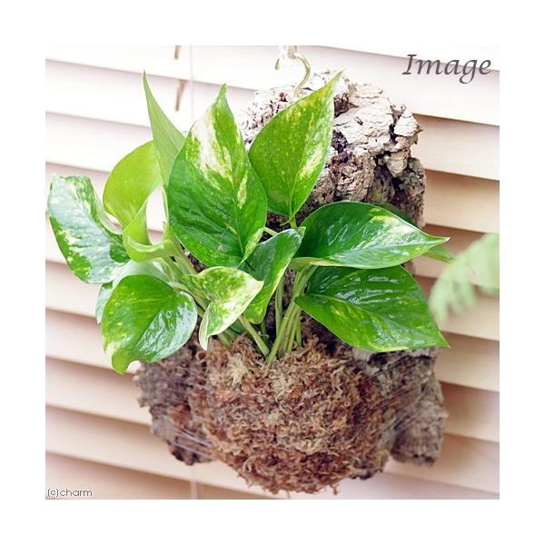 iϗtAjo[WRNvc@|gX@i킨܂iPj