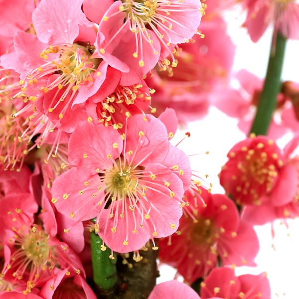 (観葉植物)　flower_pots　ガーデニング　山野草　花　花木　梅苗木　ウメ　梅　うめ　梅の花　梅盆栽　盆栽　縁起樹　縁起木　osyougatu_plants　osyougatu_item　ベニウメ　バラ科サクラ属　小高木　落葉高木　...
