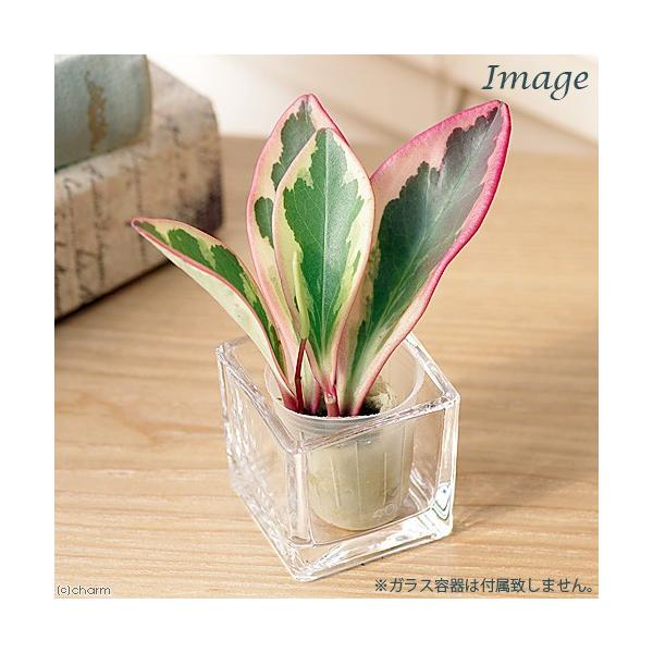 iϗtAj~jϗt@IAVXc@yy~A@NVtHA@WF[CgiPcj