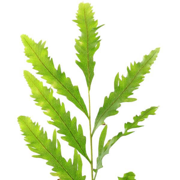 観葉植物）ドリナリア リギデュラ ホワイティ 3号 : チャーム